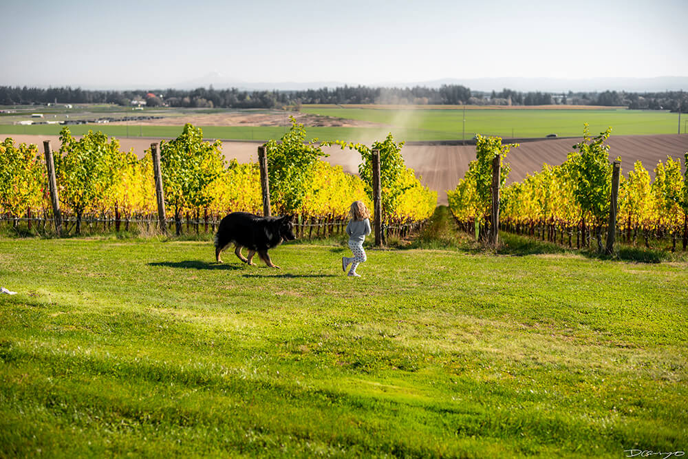 Photos with Communique Wines in McMinville, Oregon, in the Fall of 2020.
